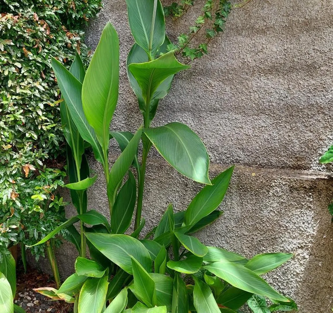 Villa Strelitzia Funchal   Funchal (Madeira)